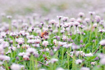 レンゲの花/ミツバチ