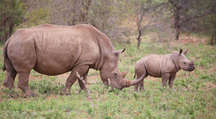 Naklejka na ściany i meble baby rhino in Kruger National Park.