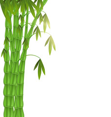 Fototapeta na wymiar Green Bamboo left side on white background