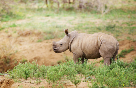 baby rhino in Kruger National Park. Stock Photo | Adobe Stock