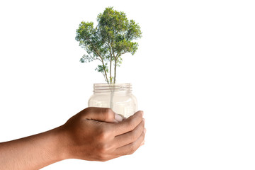 Tree and jar in human hand