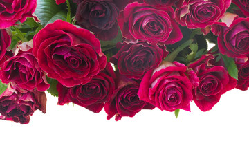 Border of red and pink roses 