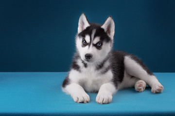 Charming puppy Husky with blue eyes stares into the camera and play