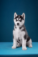 Charming puppy Husky with blue eyes stares into the camera and play