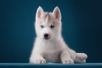 Naklejka premium Charming puppy Husky with blue eyes stares into the camera and play