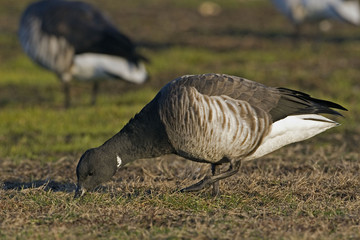 A Brant, Branta bernicla feeding