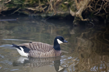 A Cackling Goose, Branta hutchinsii swimming