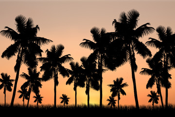 Obraz premium coconut trees and sunset background