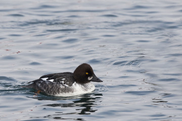 A Female Common Goldeneye, Bucephala clangula, swimming