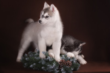 Two puppies Husky and Christmas wreath