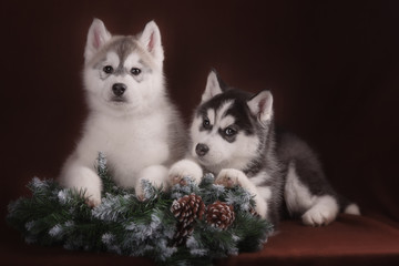 Fototapeta na wymiar Two puppies Husky and Christmas wreath