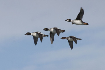 A Common Goldeneye, Bucephala clangula, in flight
