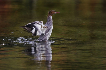 A Common Merganser, Mergus merganser, wingstand