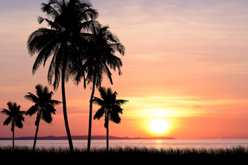 Obraz premium coconut trees and sunset background