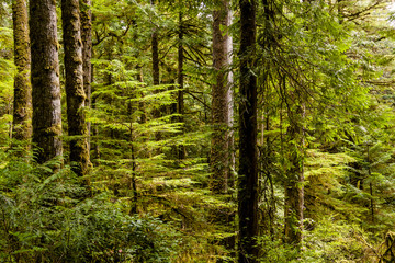 Fototapeta na wymiar Vegetation in BC's Coastal Rainforest, Canada