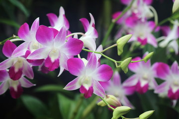Dendrobium Sonia Orchid