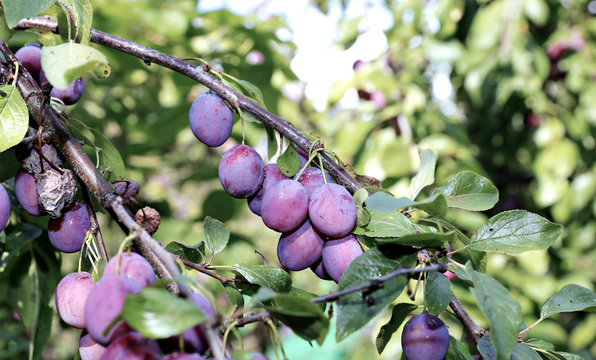 Plum fruits on the branch