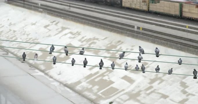 Pigeons sitting on top of wires over the Los Angeles River.  They shuffle around and then fly up.  Early morning. Originally recorded in 4K DCI at 60fps.