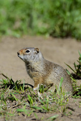 Naklejka na ściany i meble Vertical-Thompson's Ground Squirrel sits outside his den looking around.