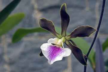 Orchid Encyclia randii