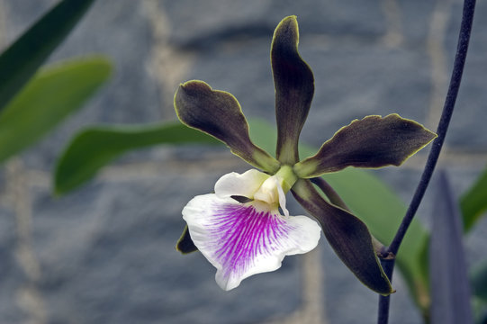 Fototapeta Orchid Encyclia randii