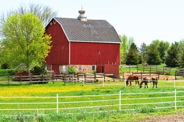 Barn and Horses © StevertS