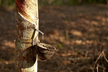 set rubber plantation, Kanchanaburi, Thailand.