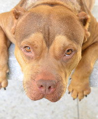 Pit Bull Dog
