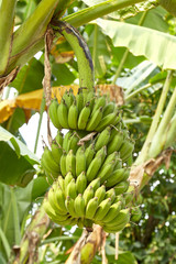 banana growing on a tree, thailand