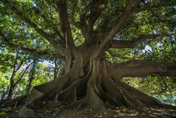 Giant Rubber Tree in Buenos aires