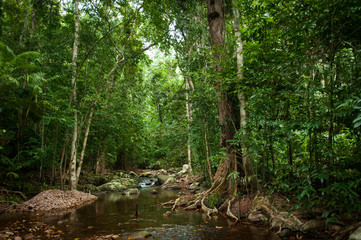 Tropical rain forest with green trees