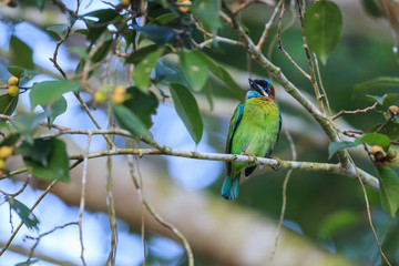 Blue-eared Barbet sitting on the fig tree