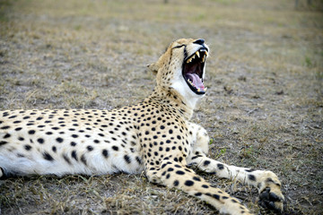 Cheetah, Hluhluwe, South Africa