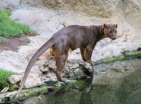Fossa (Cryptoprocta ferox) is standing near river