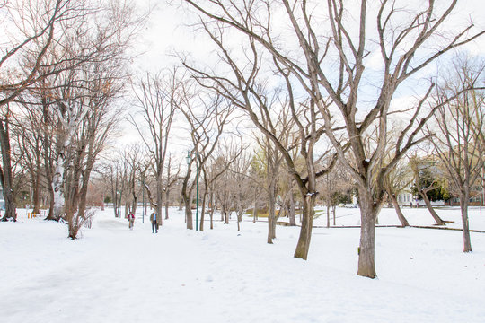 Winter scenery of Hokkaido University 