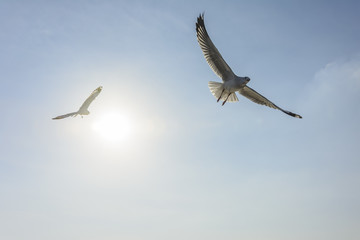 Many flying seaguls at the sea coast