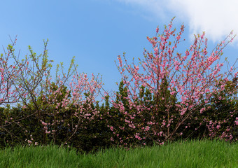 cherry blossoms in spring