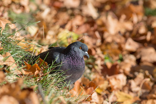 pigeon in autumn