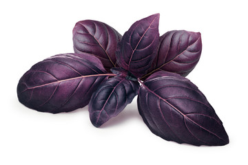Purple basil isolated