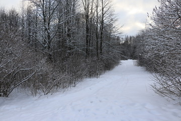 Заснеженный лес в зимний день