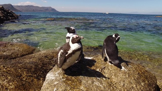Group of African penguins (Spheniscus demersus) sitting on coastal rocks, Western Cape, South Africa 