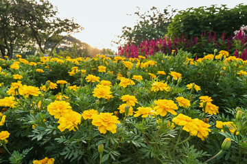 Obraz premium marigolds flowers in garden with light sunrise