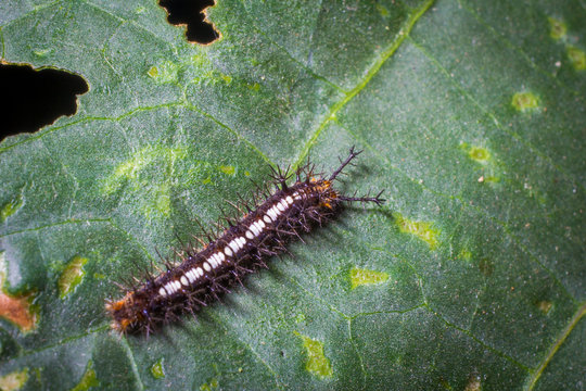 caterpillar