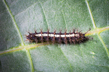 caterpillar