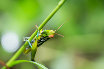 Grasshopper Macro.