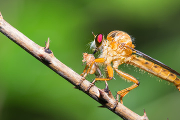 Grasshopper Macro.