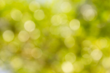 Fototapeta premium Fresh soft green colour bokeh bush tree and sunlight