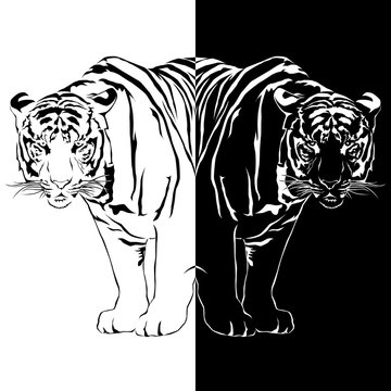 Tiger black and white, Vector