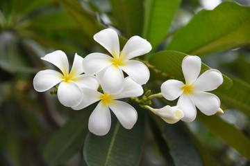white plumeria (frangipani) flower on tree with green leaves background