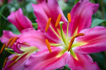 Fototapeta premium Pink Lilly